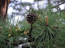 Загрузить изображение в средство просмотра галереи, Настойка из хвои (ботаническое название - Pinus Sylvestris)
